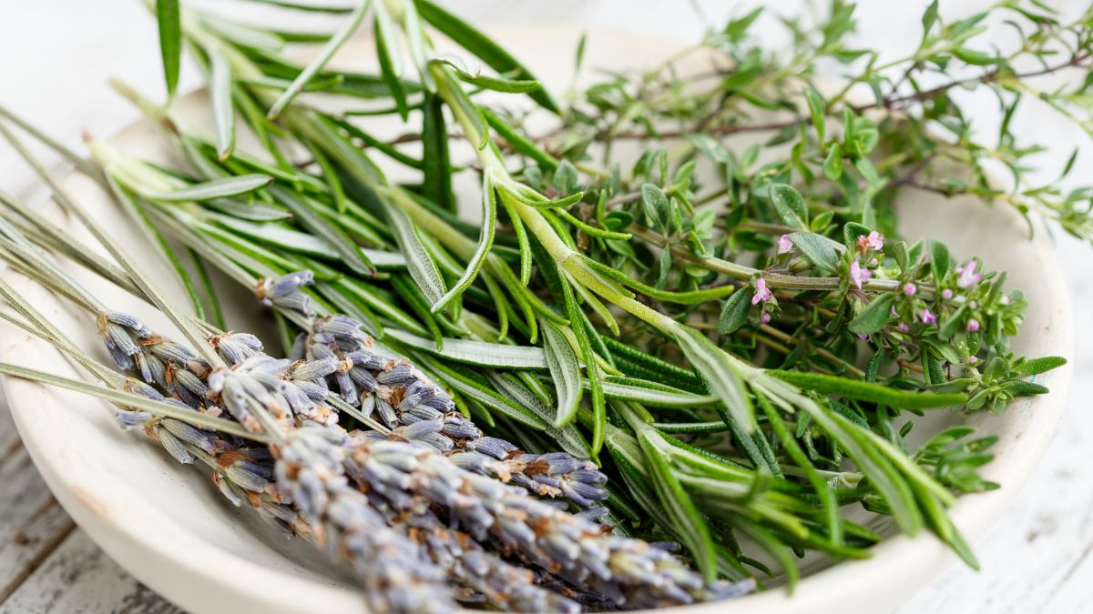 Comment Conserver Les Herbes Aromatiques Astuces Pour Conserver Les