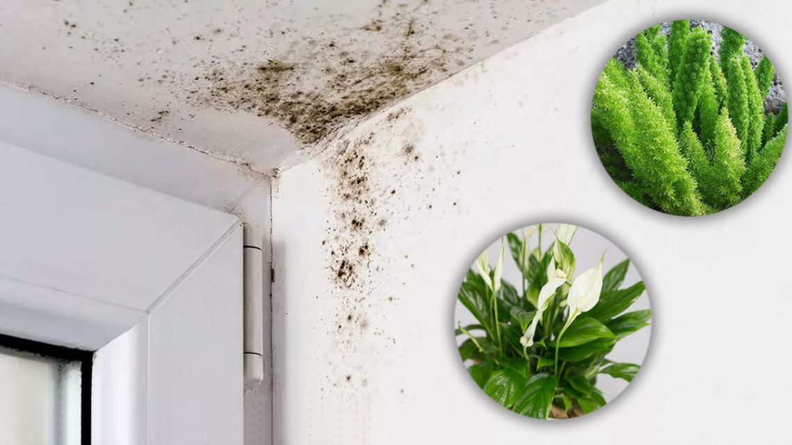 Voici Plantes Efficaces Pour Absorber Lhumidit Dans La Salle De