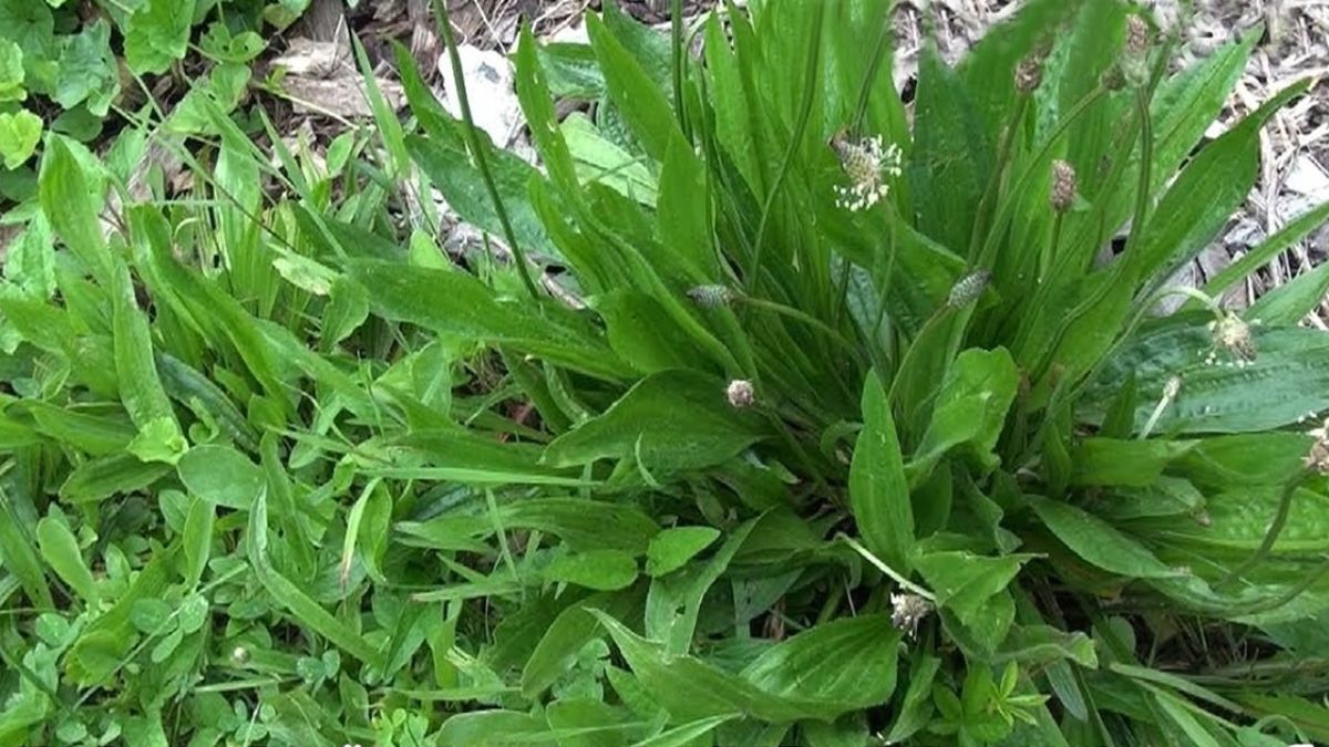 Plantain pour la santé propriétés et bienfaits de cette plante