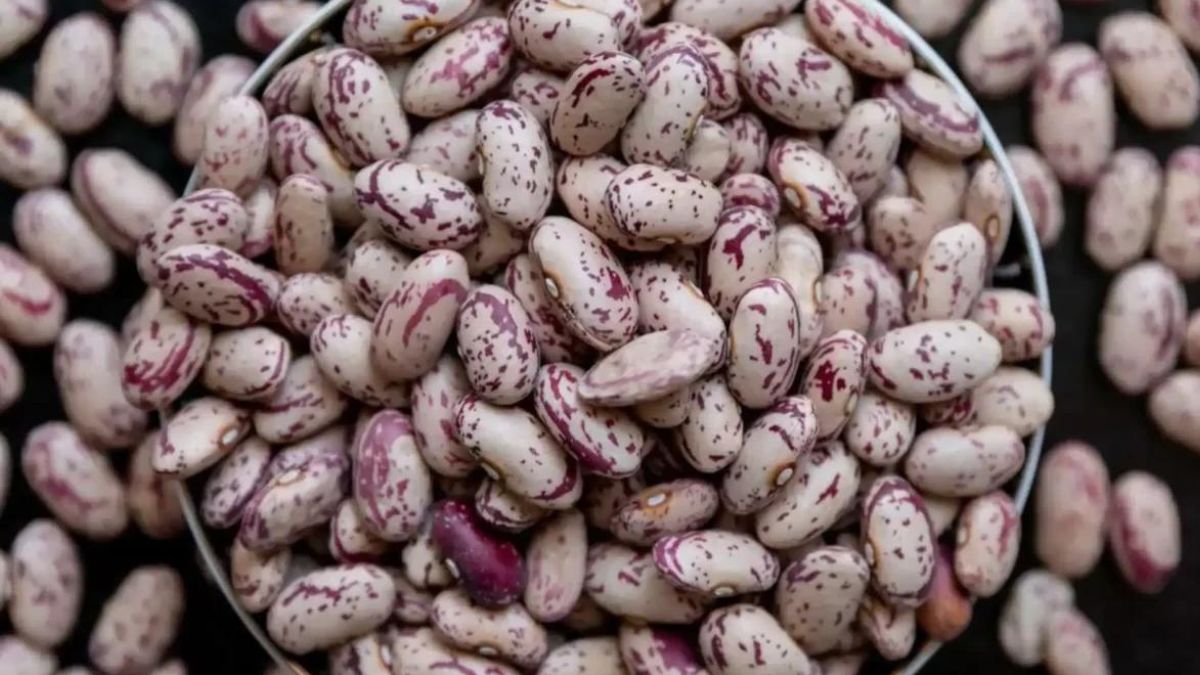 La Culture Des Haricots Borlotti Semer Les Haricots Borlotti