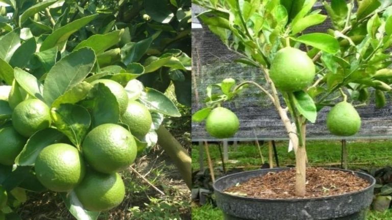 Comment faire pousser un citronnier à partir de pépin Comment Conserver