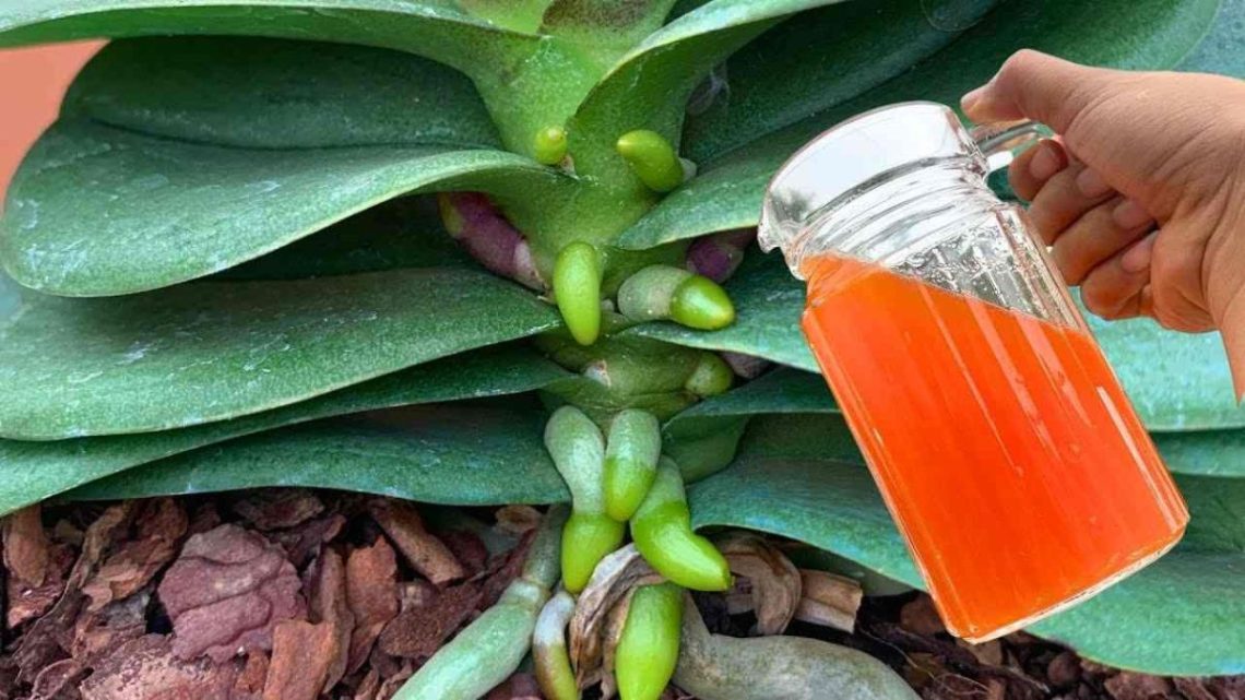 Une tasse par mois de cet ingrédient les racines et les fleurs