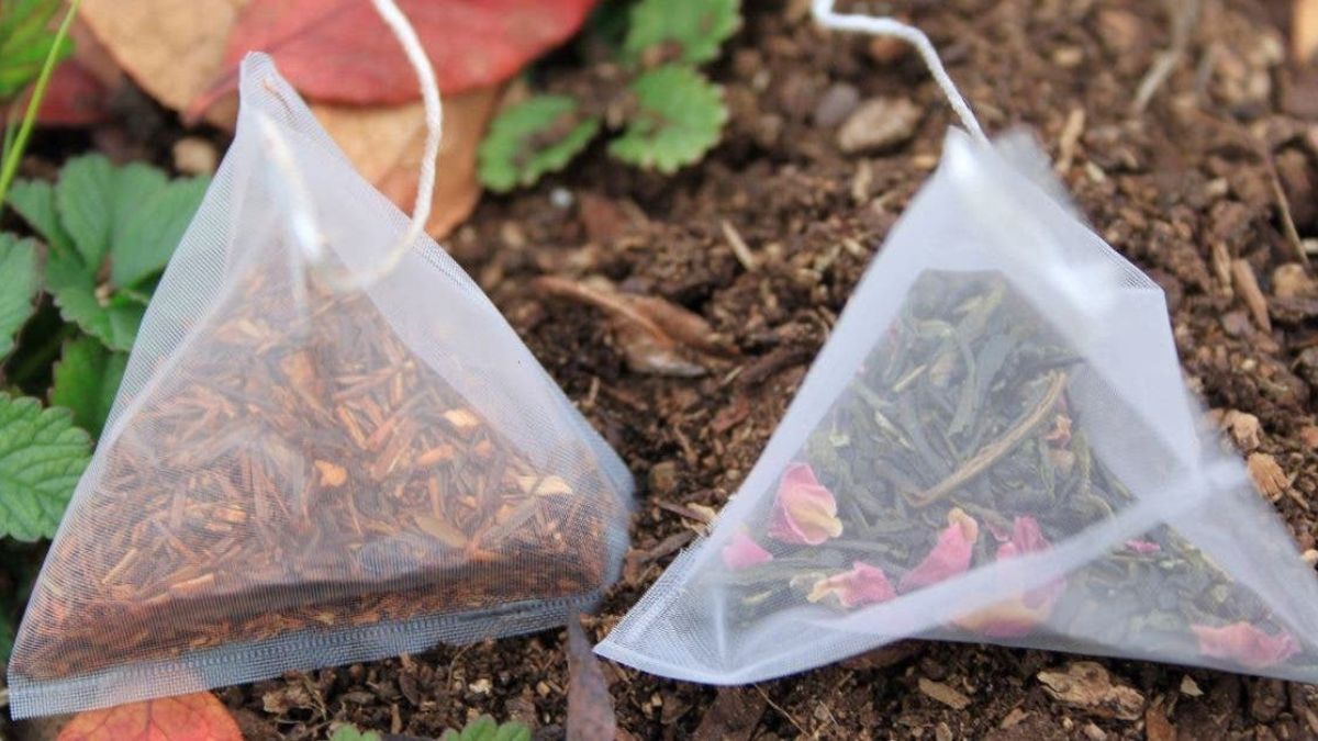 10 façons de réutiliser des sachets de thé dans le jardin