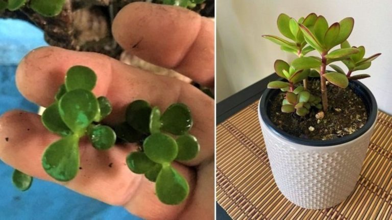 Comment Faire Pousser Un Arbre De Jade Plus Vite