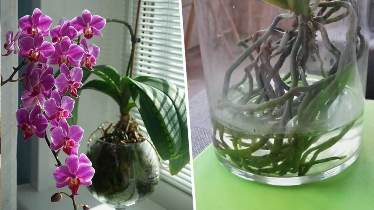 Comment Cultiver Des Orchid Es Dans Des Pots Remplis D Eau Elles