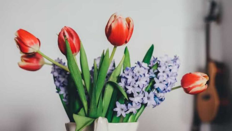 Astuces Pour Garder Les Tulipes Fra Ches Dans Votre Vase Le Plus