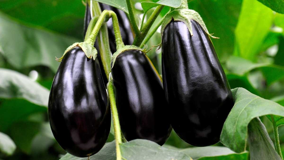 Comment planter les aubergines