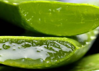 Comment conserver l’aloe vera