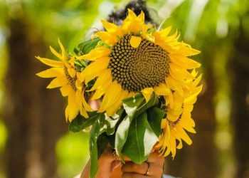 Comment conserver les fleurs de tournesol