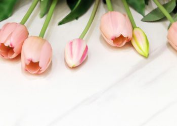 comment conserver les tulipes