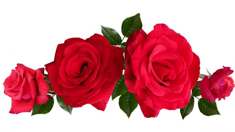 conserver une rose