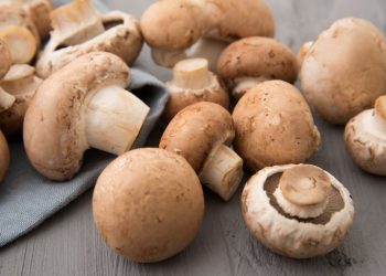 Comment conserver les champignons frais