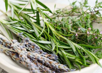 Comment conserver les herbes aromatiques