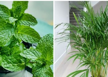 10 plantes qui absorbent l’humidité