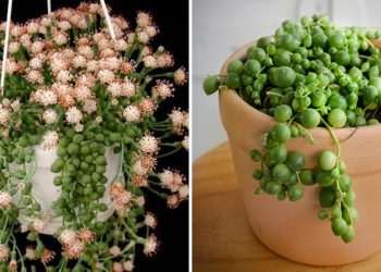 3 astuces infaillibles pour faire fleurir le Senecio rowleyanus