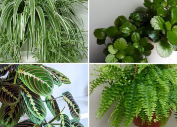 9 plantes dépolluantes qui purifient l’air intérieur de votre maison