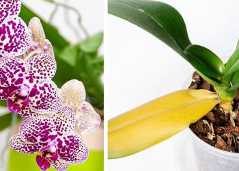 Astuces pour garder son orchidée en fleur très longtemps