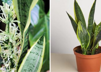 Astuces pour prendre soin de la Sansevieria