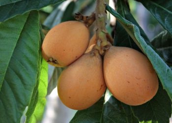 Comment conserver les loquats ou nèfles