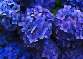 Comment faire fleurir vos fleurs d’hortensia