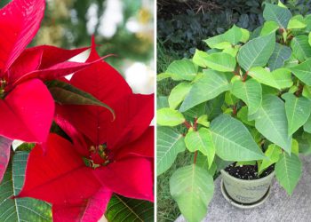 Comment faire rougir votre poinsettia