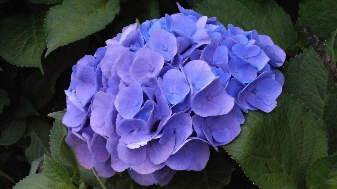 comment secher les fleurs d'hortensias