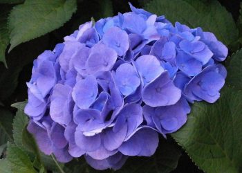 Comment faire sécher les fleurs d’hortensia