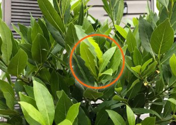 Comment planter un laurier au balcon