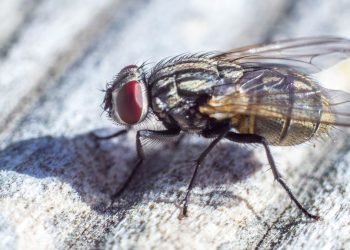 Comment se débarrasser des mouches de drains à la maison