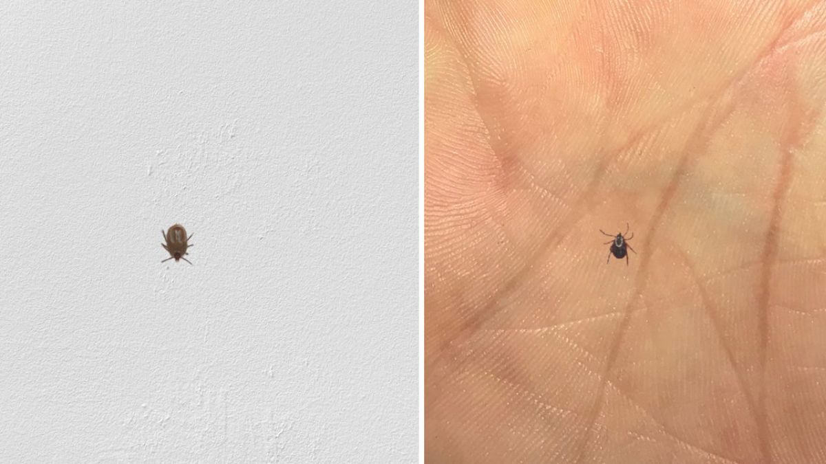 comment débarrasser des puces