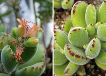 Cotyledon tomentosa entretien