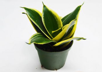 La plante inratable de le Sansevieria