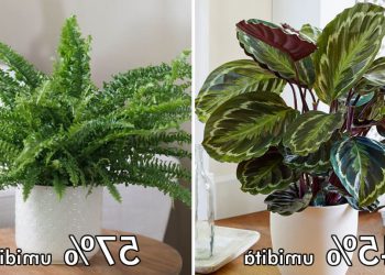 Plantes d’intérieur qui absorbent l’humidité