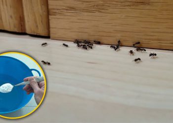 Truc facile pour se débarrasser des fourmis