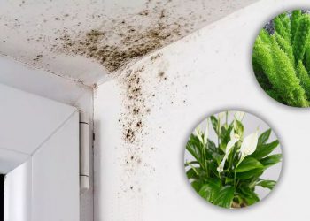 Voici 4 plantes efficaces pour absorber l’humidité dans la salle de bain