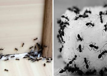 3 méthodes naturelles pour se débarrasser des fourmis