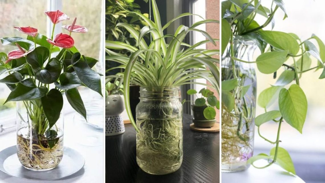 7 plantes qui poussent dans l