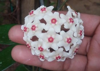Comment cultiver la fleur de cire
