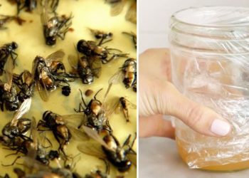 Astuce naturelle pour se débarrasser des mouches