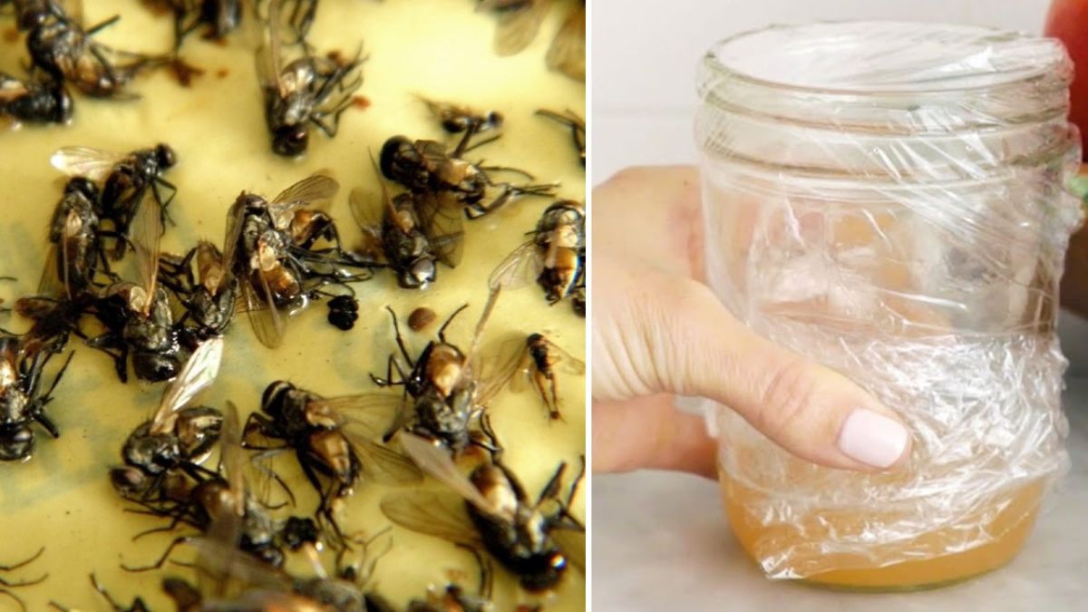 Astuce naturelle pour se débarrasser des mouches – remède maison facile