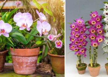 Comment cultiver des orchidées d’intérieur