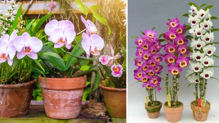Comment cultiver des orchidées d’intérieur