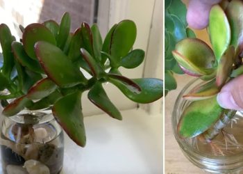 Comment faire pousser un arbre de Jade
