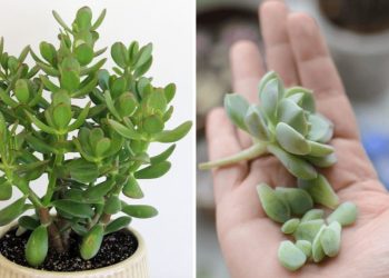 2 méthodes pour bouturer de plantes succulentes