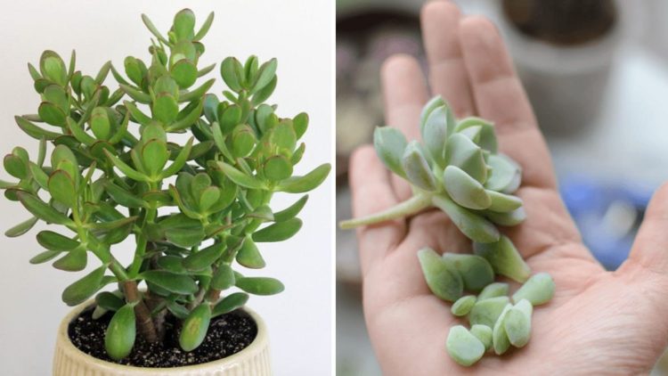 2 méthodes pour bouturer de plantes succulentes