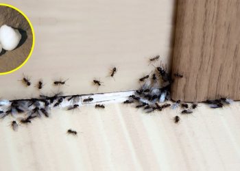 3 astuces pour stopper une invasion de fourmis