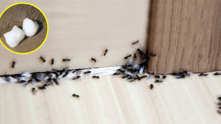 3 astuces pour stopper une invasion de fourmis