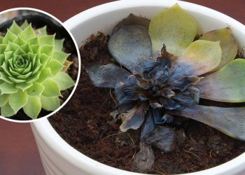 5 signes pour lesquelles votre succulente est en train de mourir