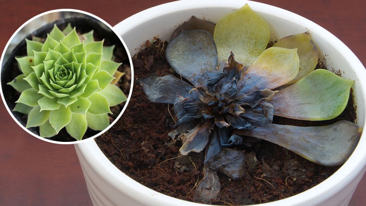5 signes pour lesquelles votre succulente est en train de mourir – astuces pour sauver des plantes grasses