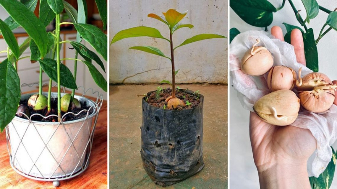 6 conseils pour cultiver l’avocatier en pot entretien d’un avocatier en pot Comment Conserver